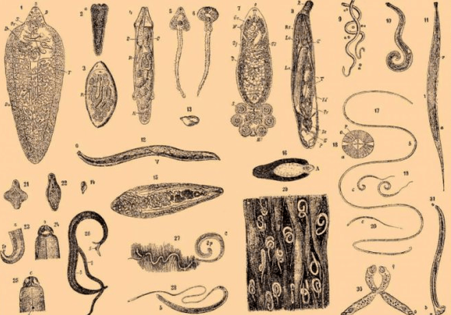 Aarte vu Parasiten am mënschleche Kierper