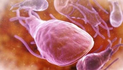 Wat sinn d'Parasiten an der Liewer vun enger Persoun