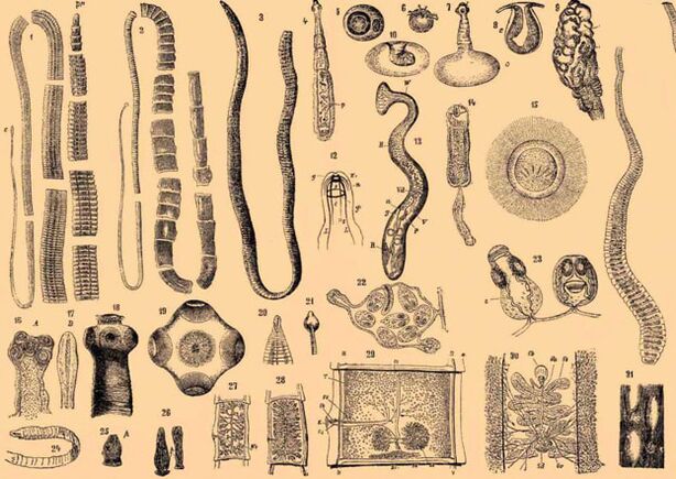 Gelminth parasites Klass