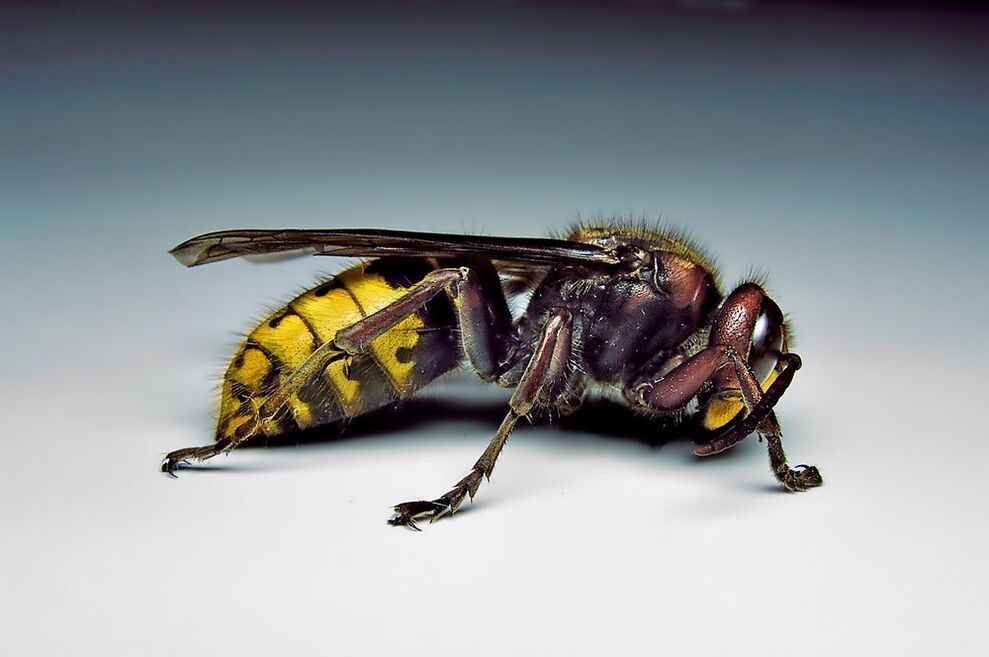 Insekten kënne Mënsche mat Parasitte infizéieren