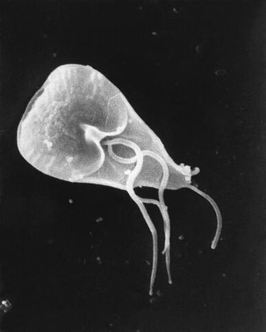lamblia - eng Gattung vu flagelléierte Protozoa Parasiten